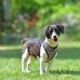 Pettorina Pettorine Puppia RACER HARNESS A