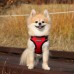 Pettorina Pettorine Puppia SOFT HARNESS C