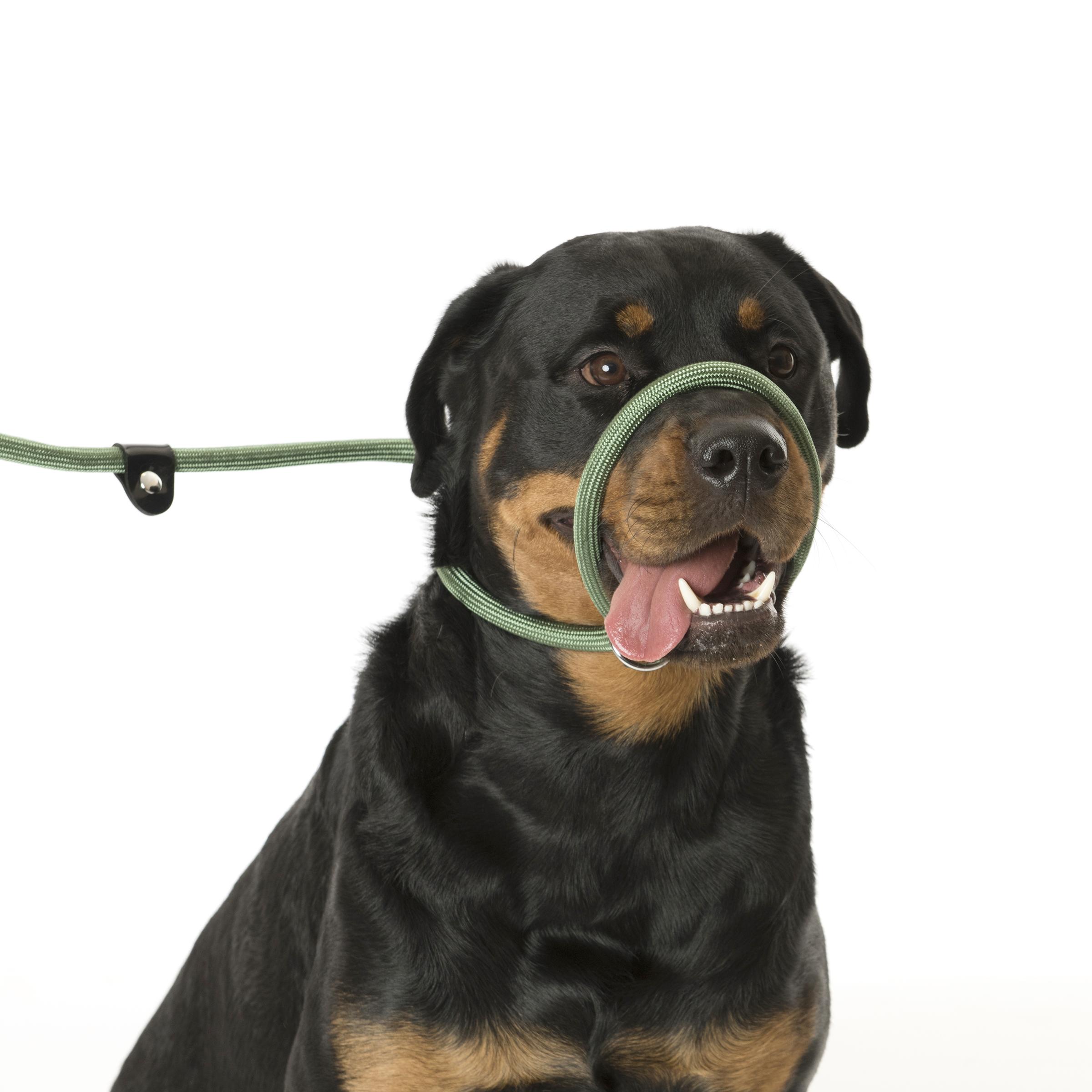 CLIX 3 in 1 Slip Lead In Use 4_1