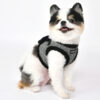 PAUD-HB1861-DOG