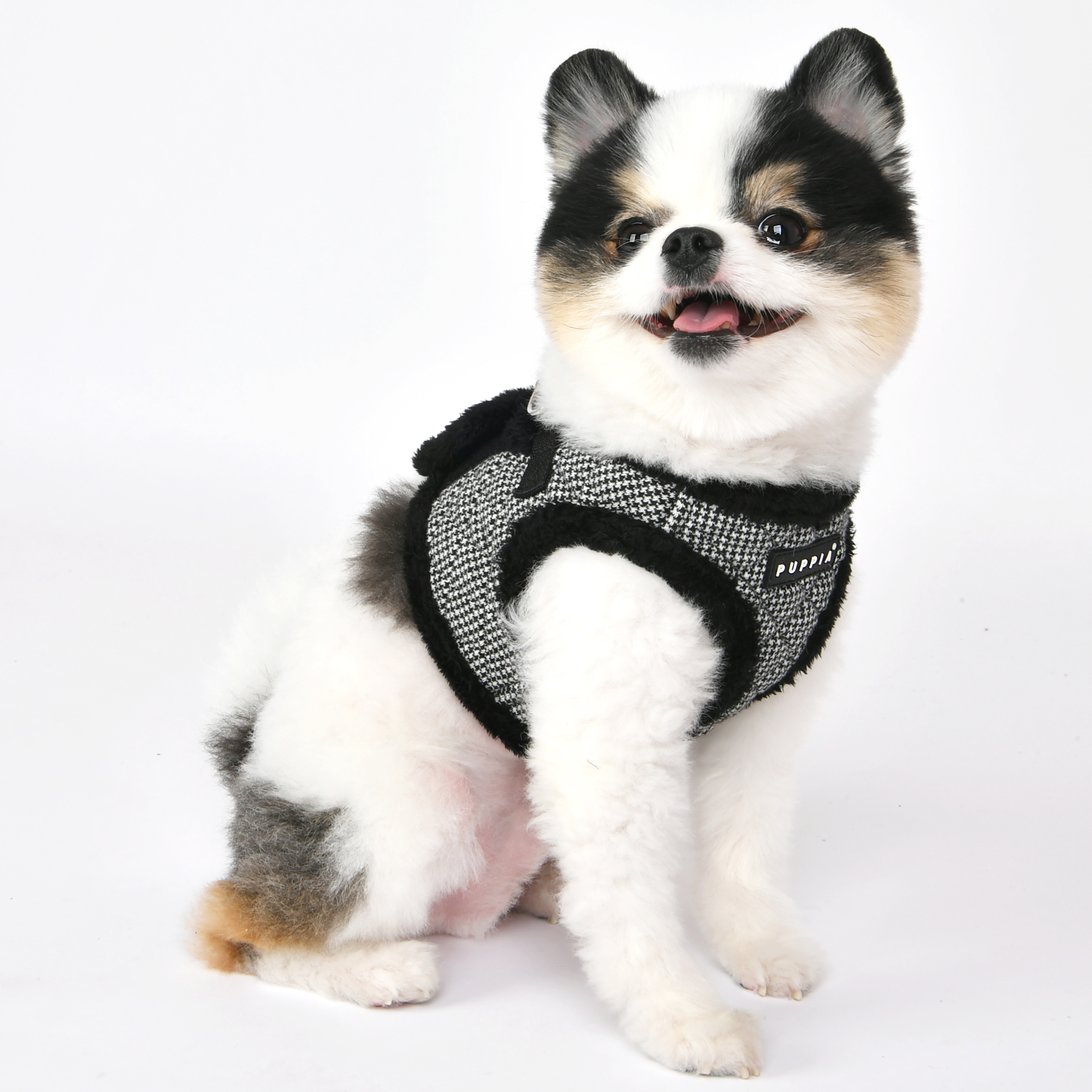 PAUD-HB1861-DOG