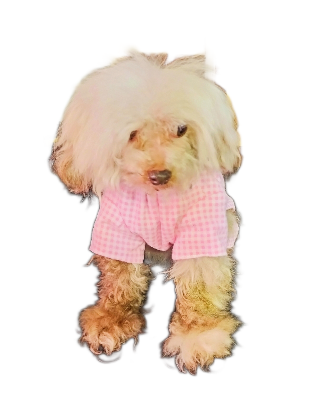 imageedit_27_5328718566