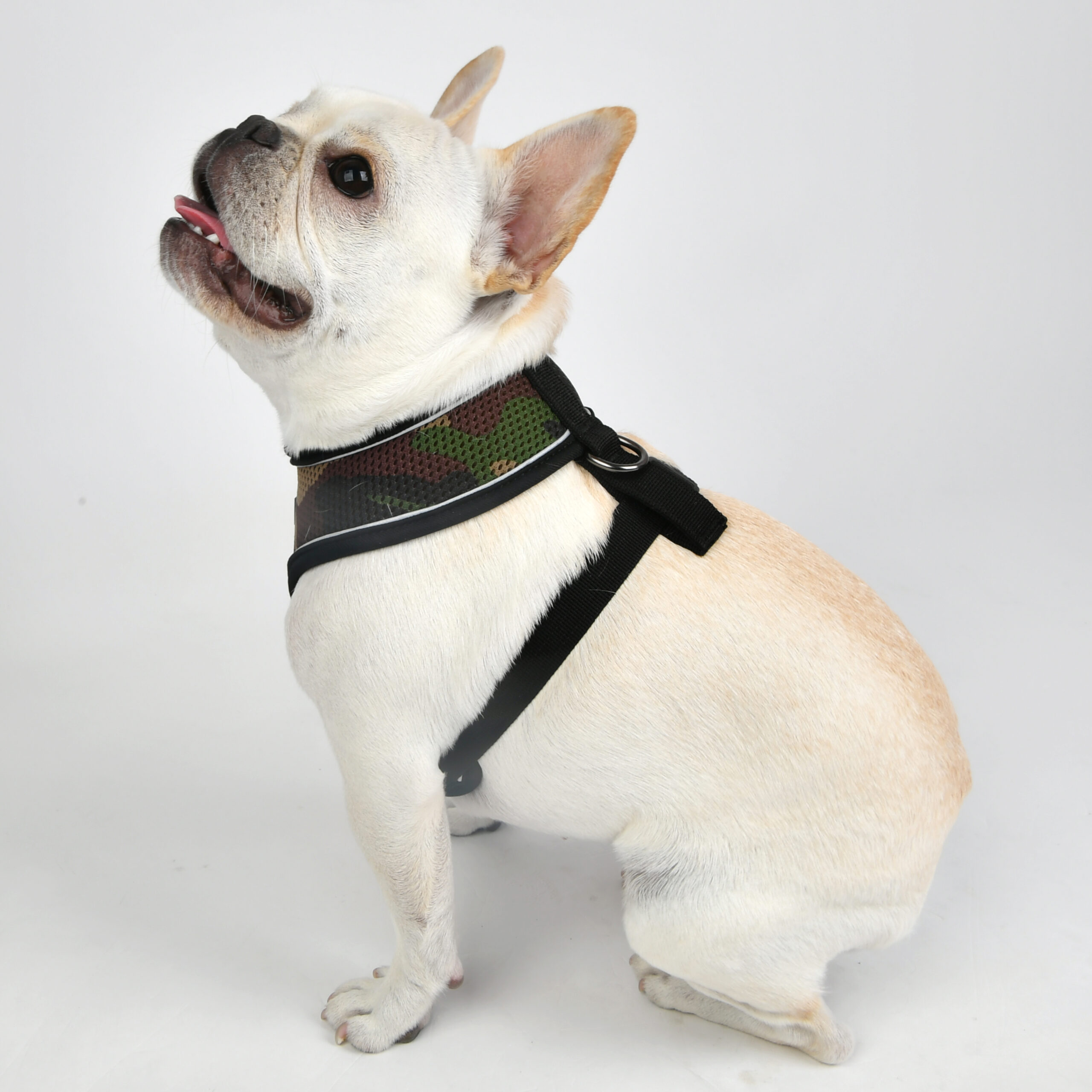paua-ha1828-camo_pup1
