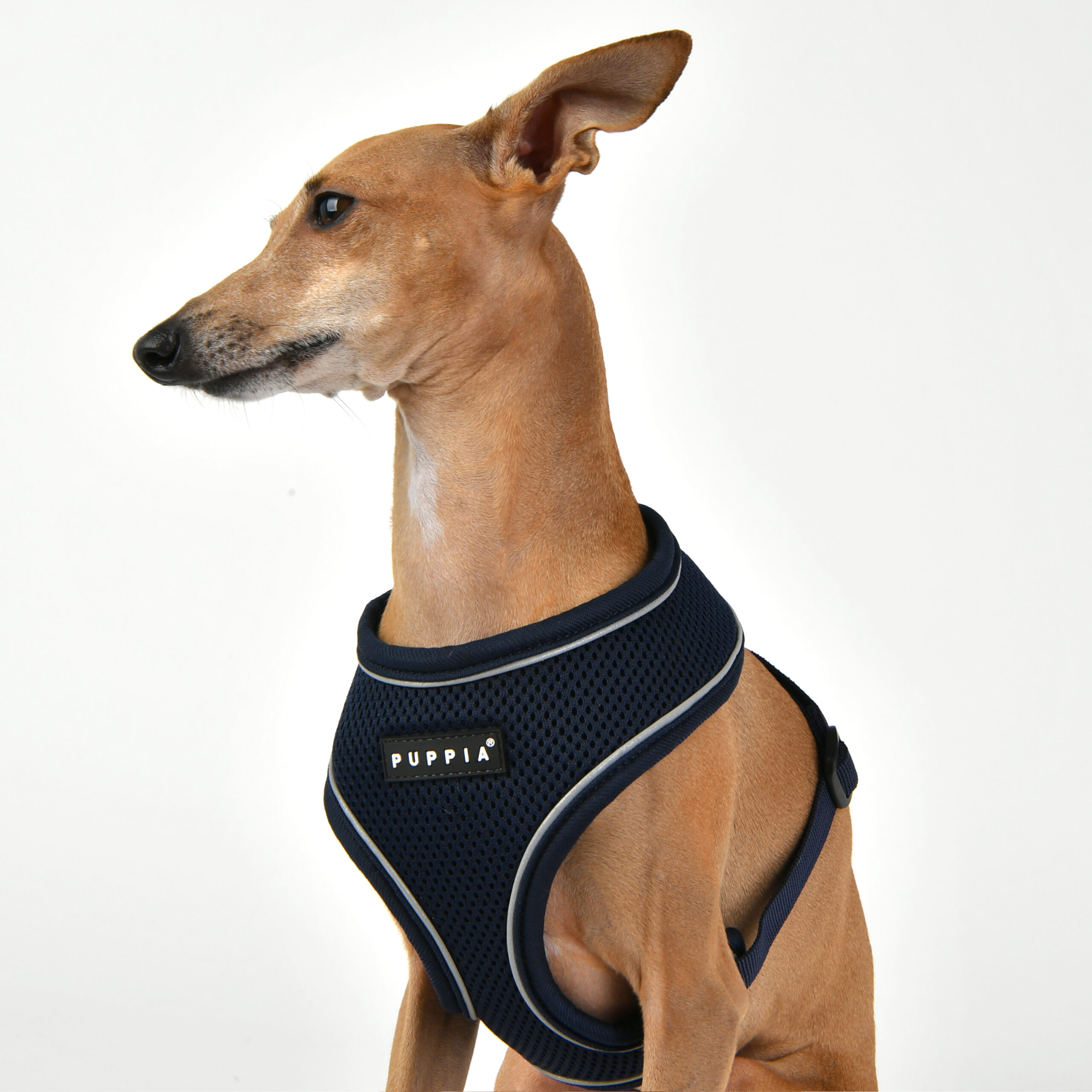paua-ha1828-navy_pup2