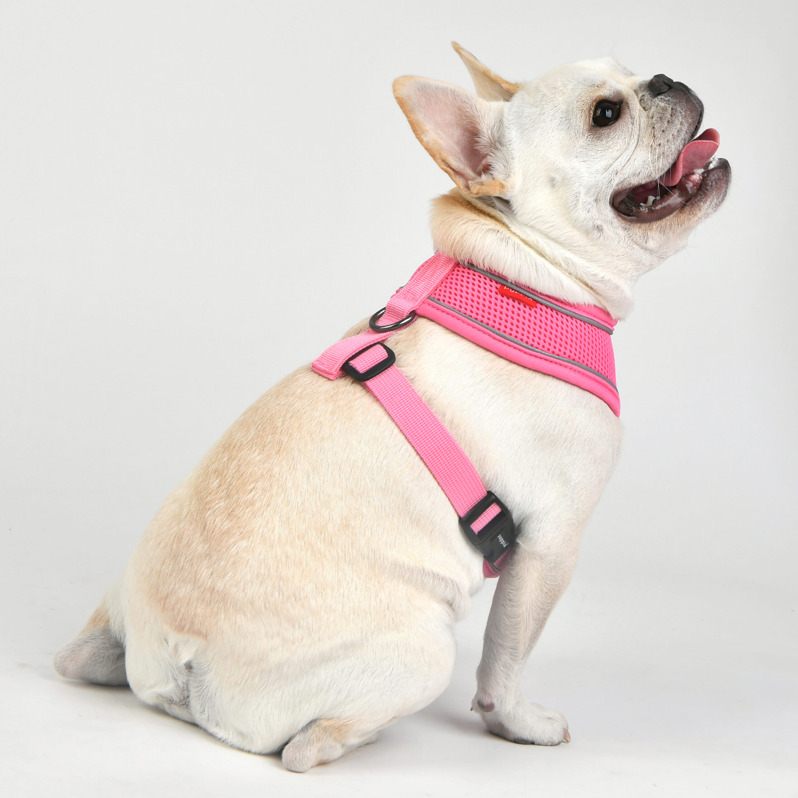 paua-ha1828-pink_pup1